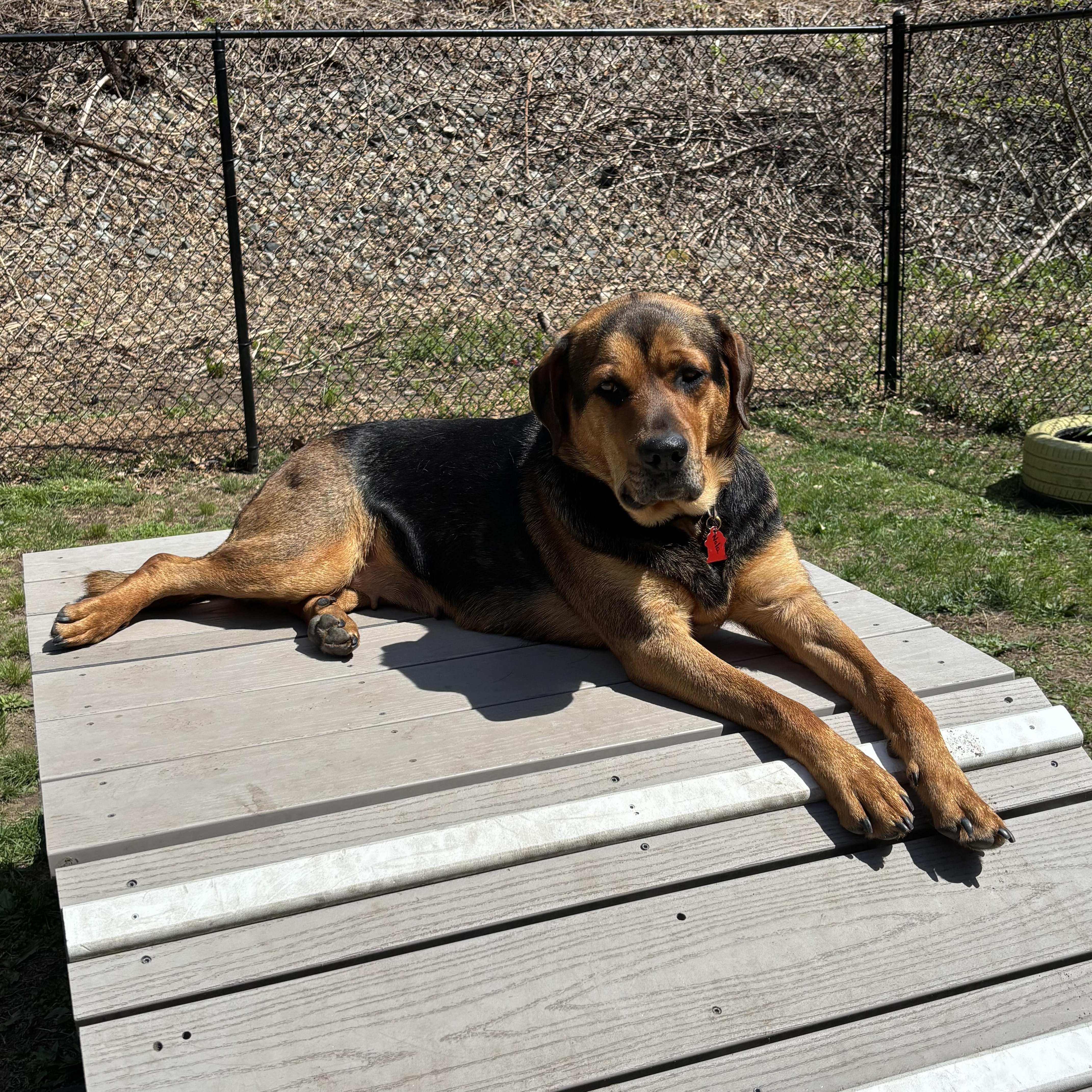 Enlarge Nola, an adopted mixed breed in Sudbury, MA image 2/5