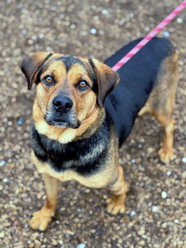 Nola, Adoptable, Adult Female Shepherd & Beagle.