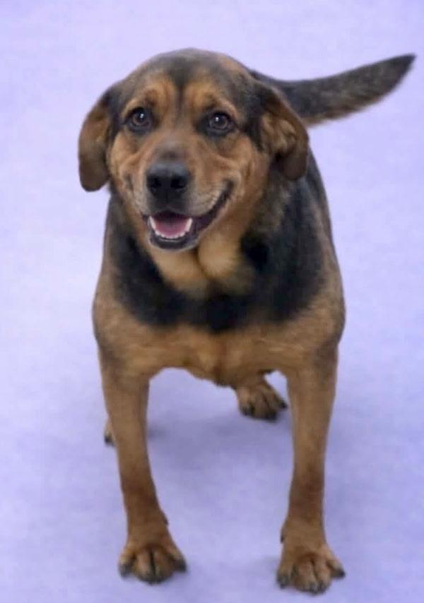 Enlarge Nola, a Adoptable mixed breed in Sudbury, MA image 3/4