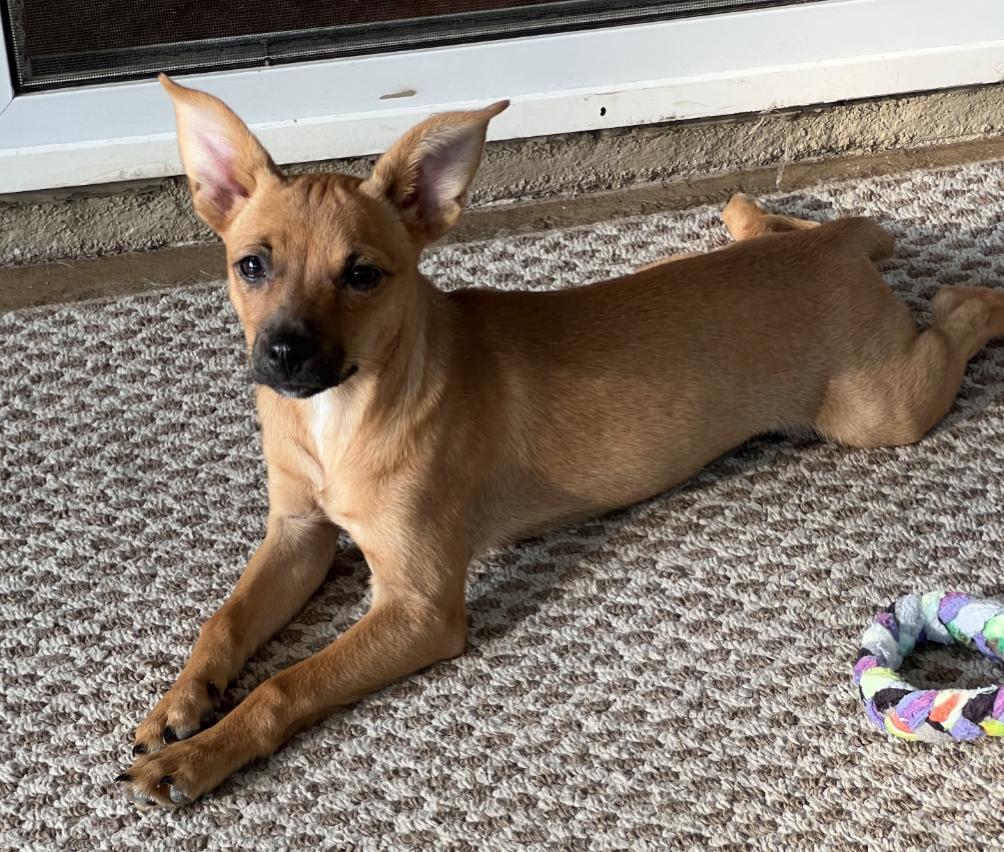 Candy Pup, a Adoptable mixed breed in Thousand Oaks, CA image 4/6