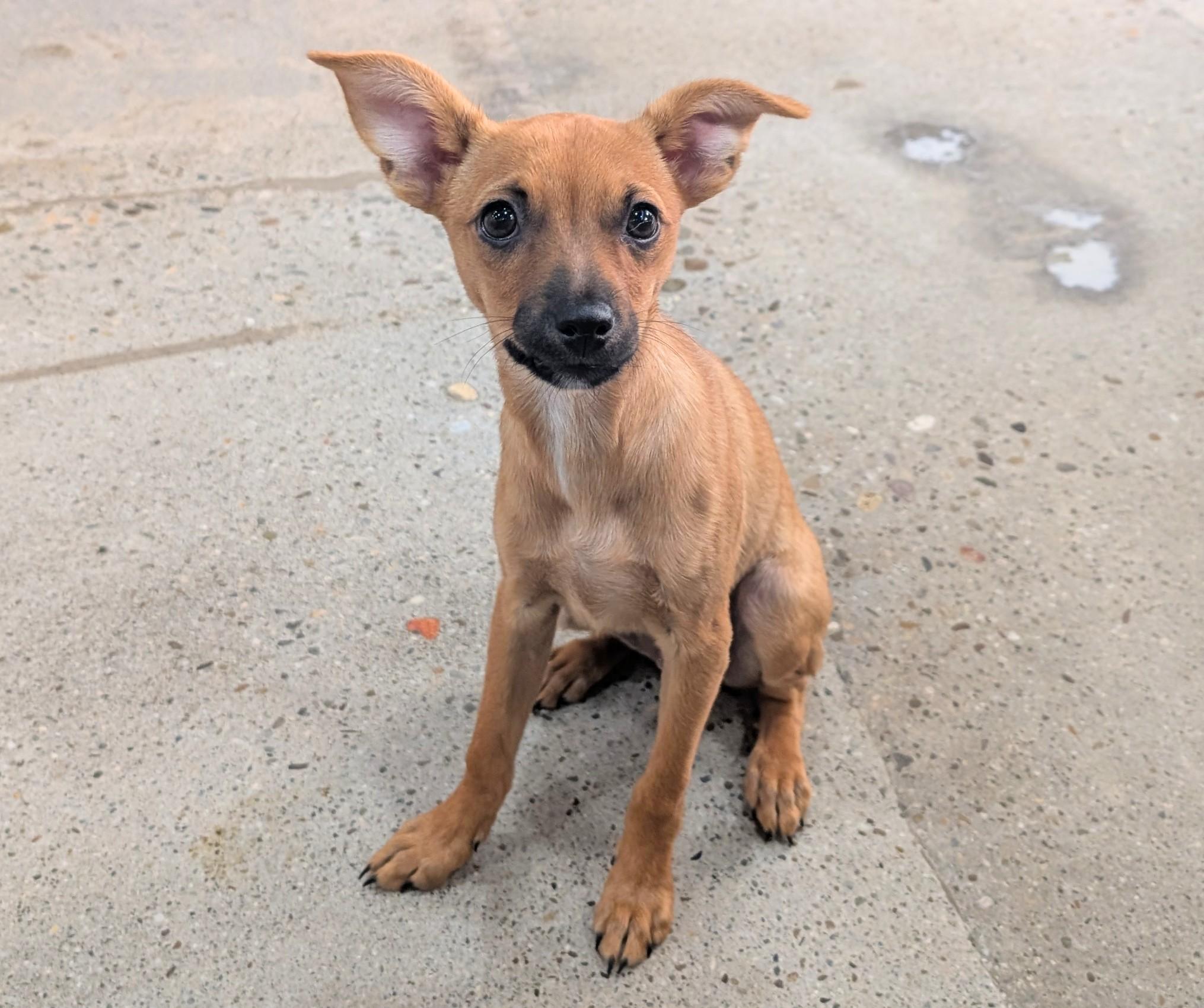 Candy Pup, a Adoptable mixed breed in Thousand Oaks, CA image 2/6