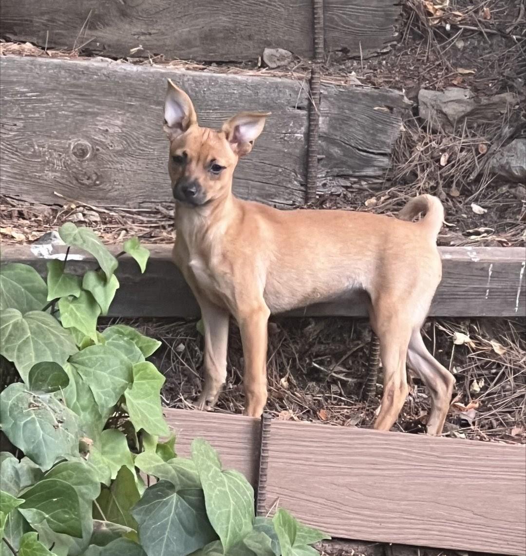 Candy Pup, a Adoptable mixed breed in Thousand Oaks, CA image 6/6
