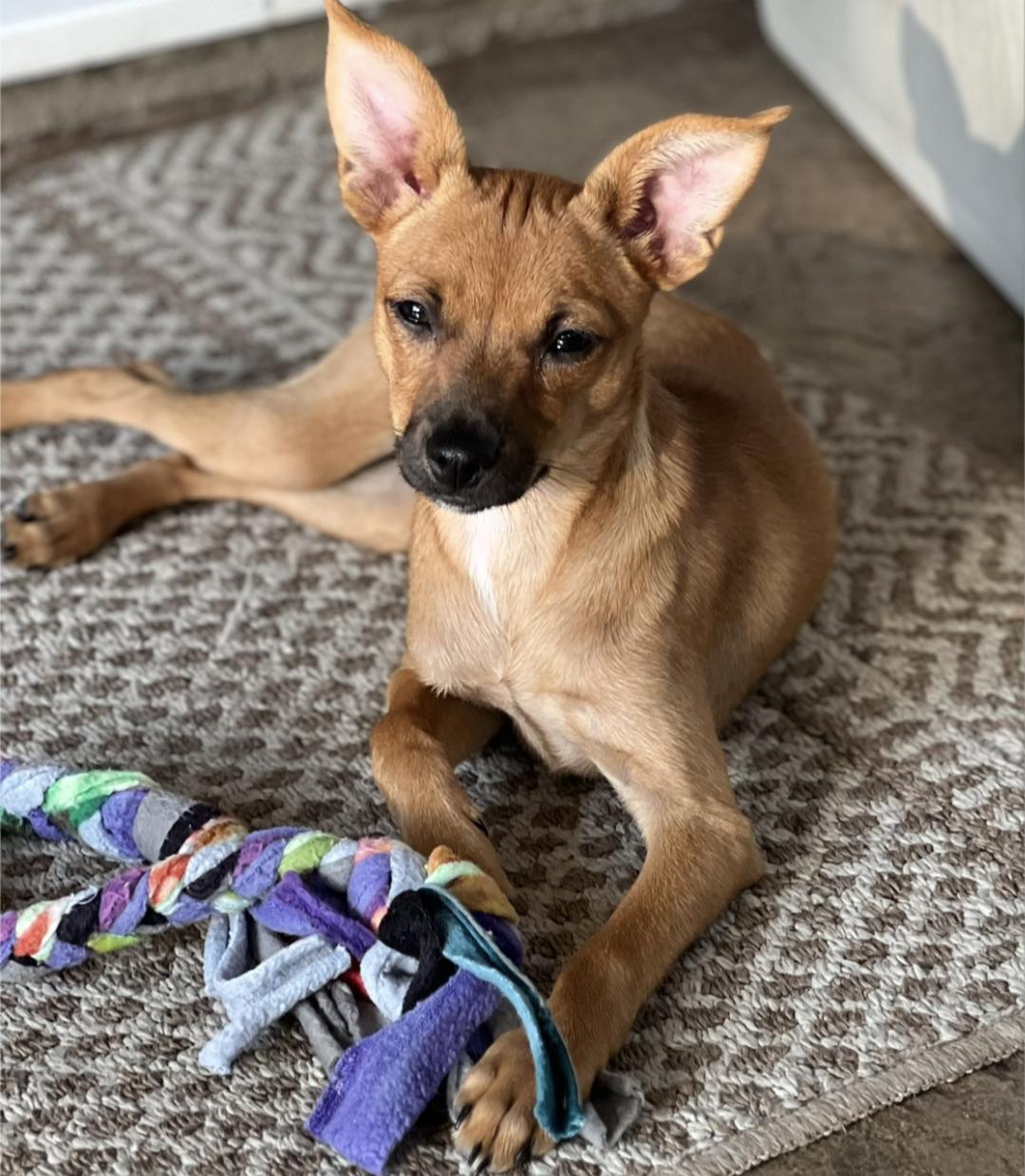 Candy Pup, a Adoptable mixed breed in Thousand Oaks, CA image 5/6