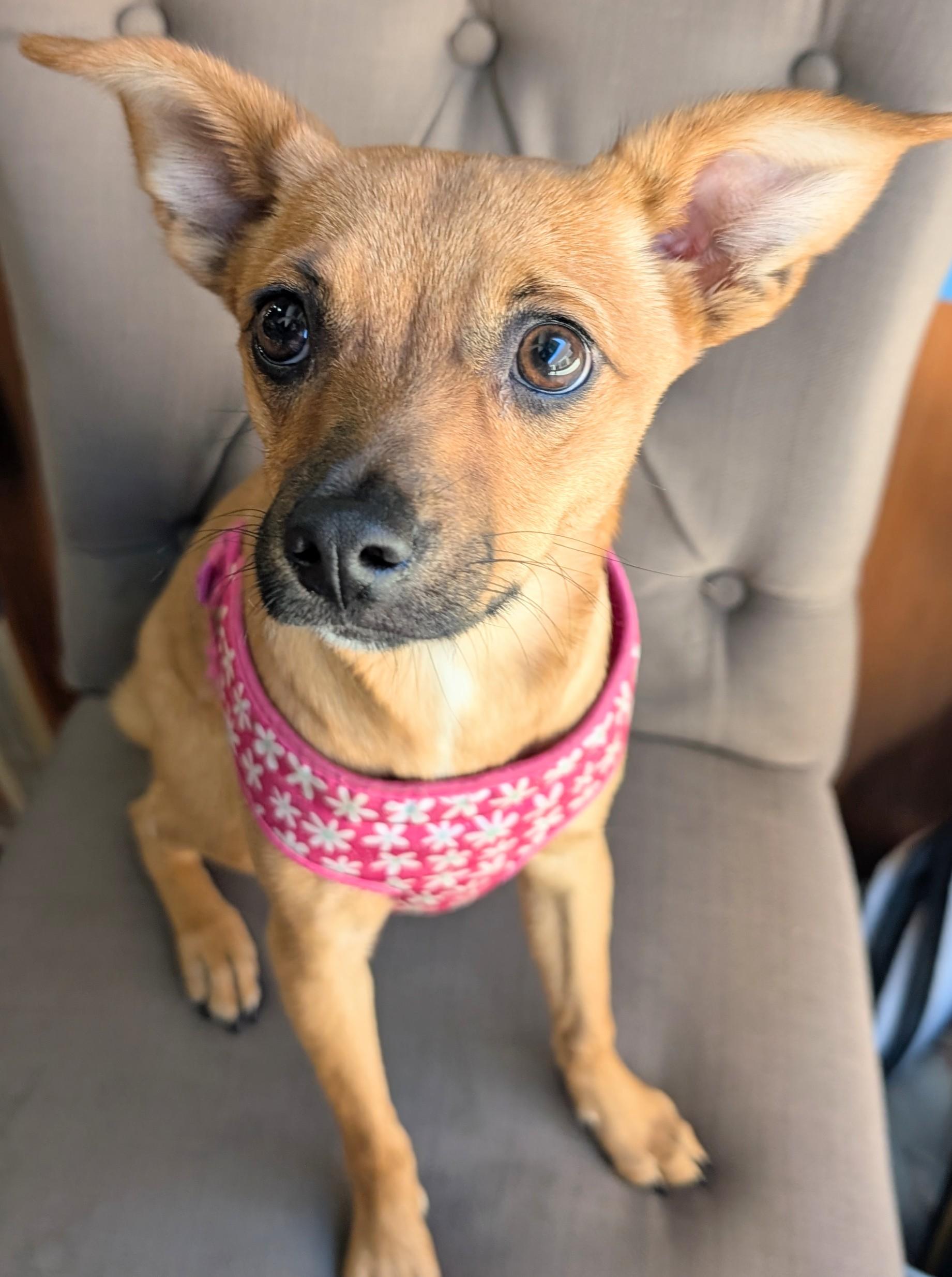 Candy Pup, a Adoptable mixed breed in Thousand Oaks, CA image 1/6