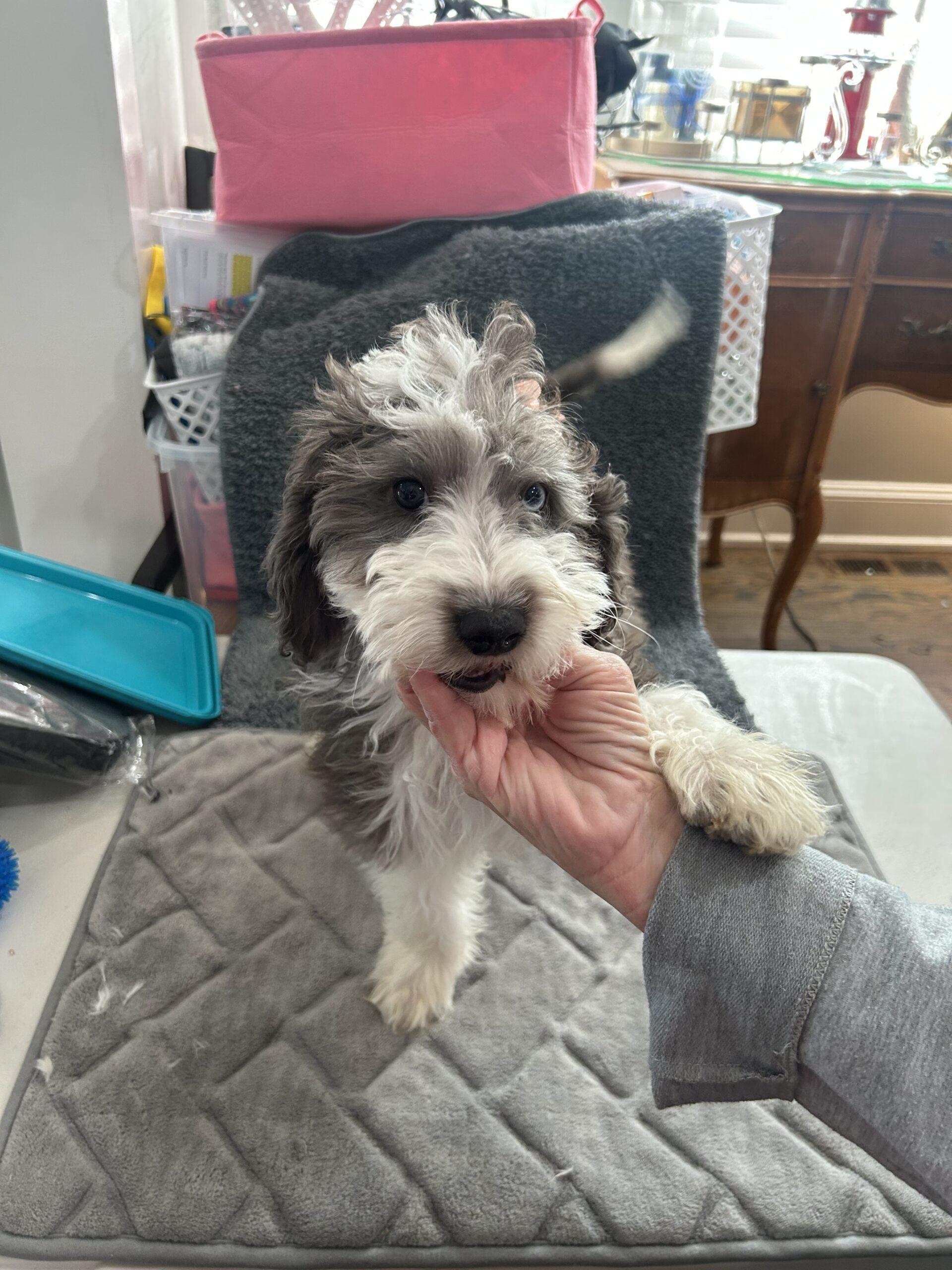 #240 Ivy, Adoptable, Puppy Female Miniature Poodle & Sheep Dog.