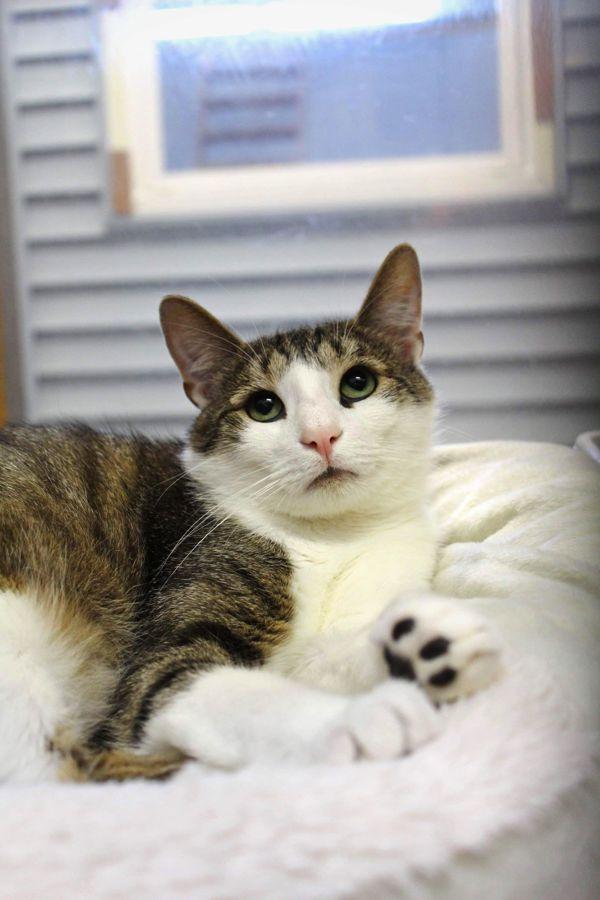 Sardine, Adoptable, Adult Male Domestic Short Hair.