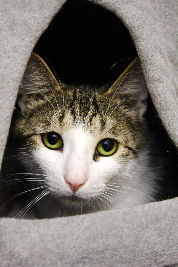 Enlarge Sardine, a Adoptable mixed breed in Indiana, PA image 2/3