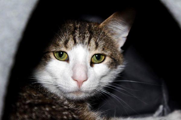 Enlarge Sardine, a Adoptable mixed breed in Indiana, PA image 3/3