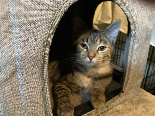 Tabitha, Adoptable, Young Female Torbie & Domestic Short Hair.