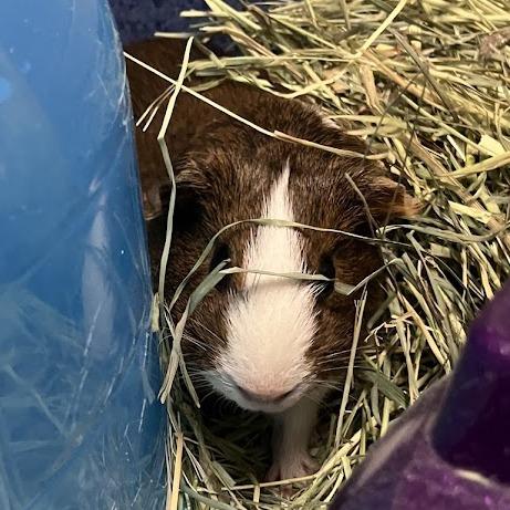Enlarge Coco, a Adoptable Guinea Pig in DeKalb, IL image 1/1