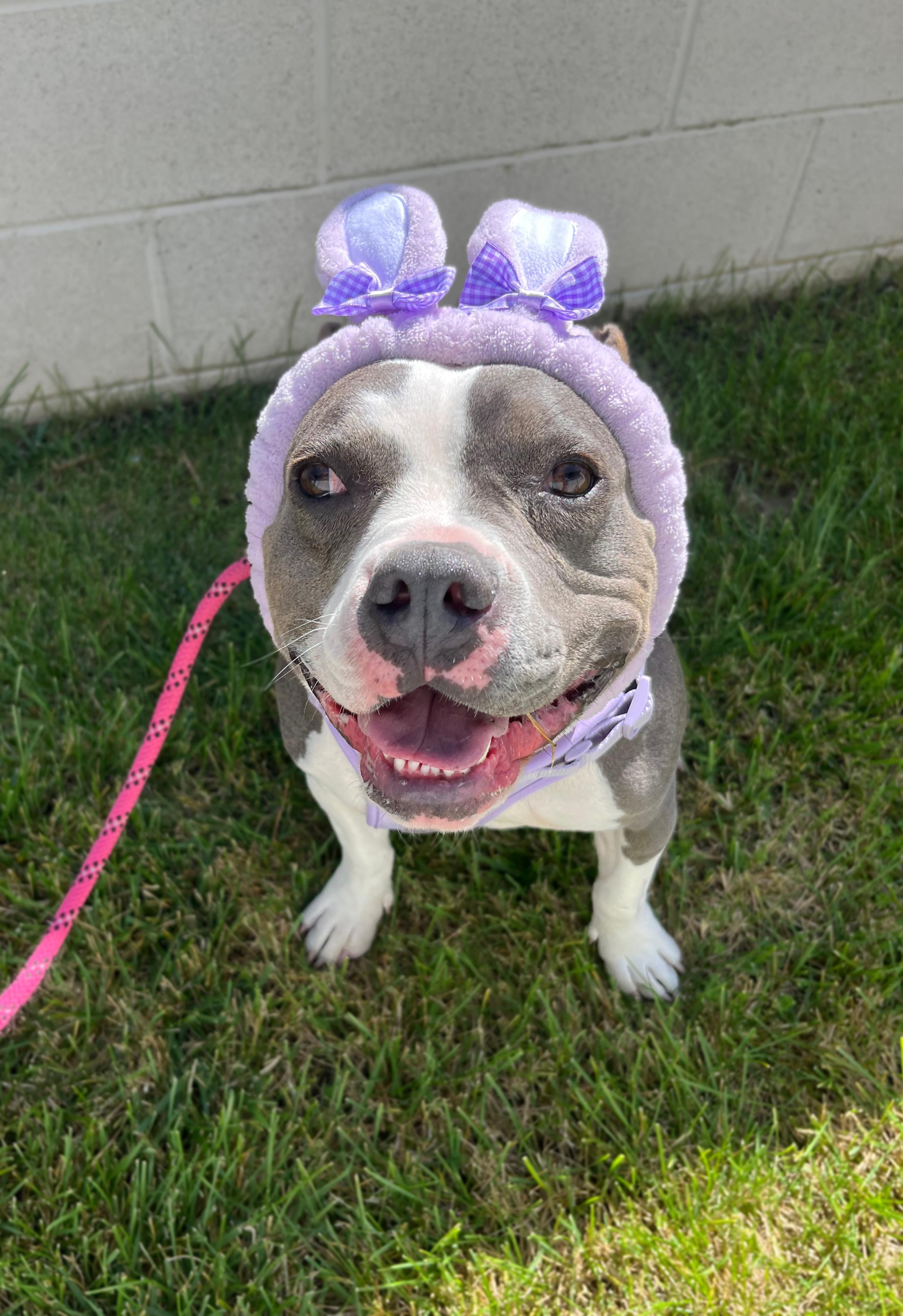 Kira, Young Female Pit Bull Terrier