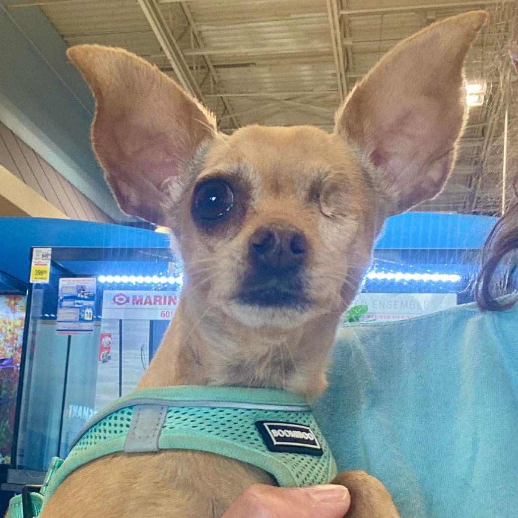 Winky, Adoptable, Adult Female Chihuahua & Mixed Breed.