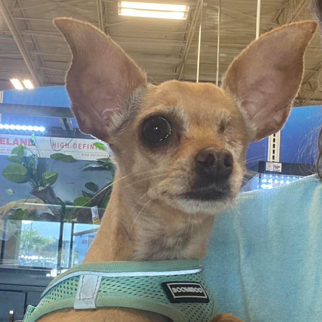 Enlarge Winky, a Adoptable mixed breed in Las Vegas, NV image 2/2