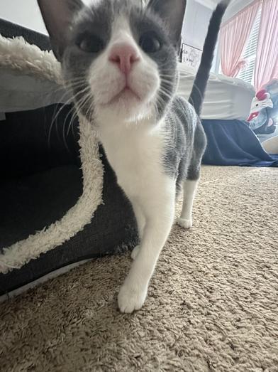 Barry Allen — thumbnail 4