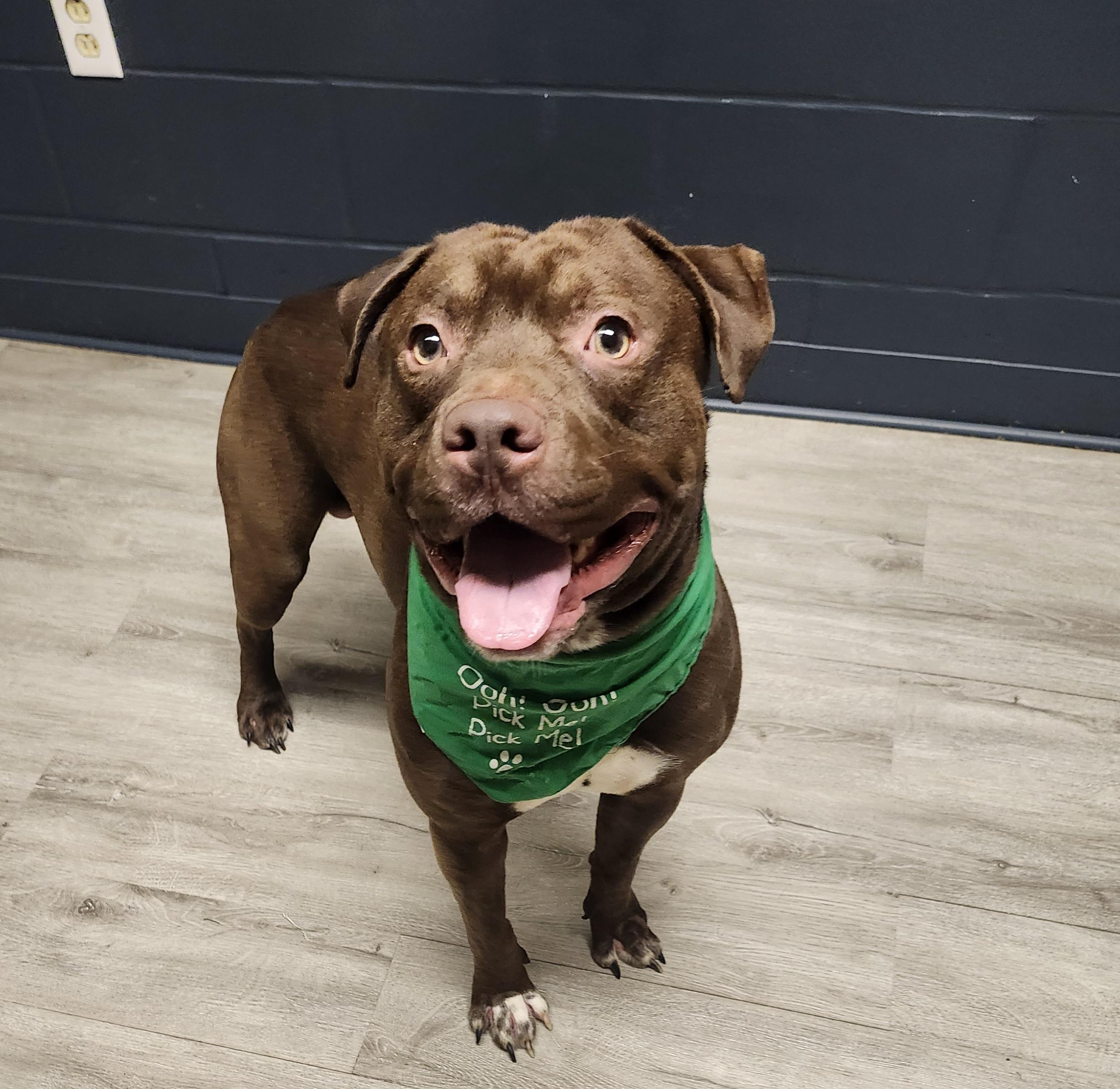 Enlarge Kahlo, a Adoptable mixed breed in Mansfield, OH image 4/4