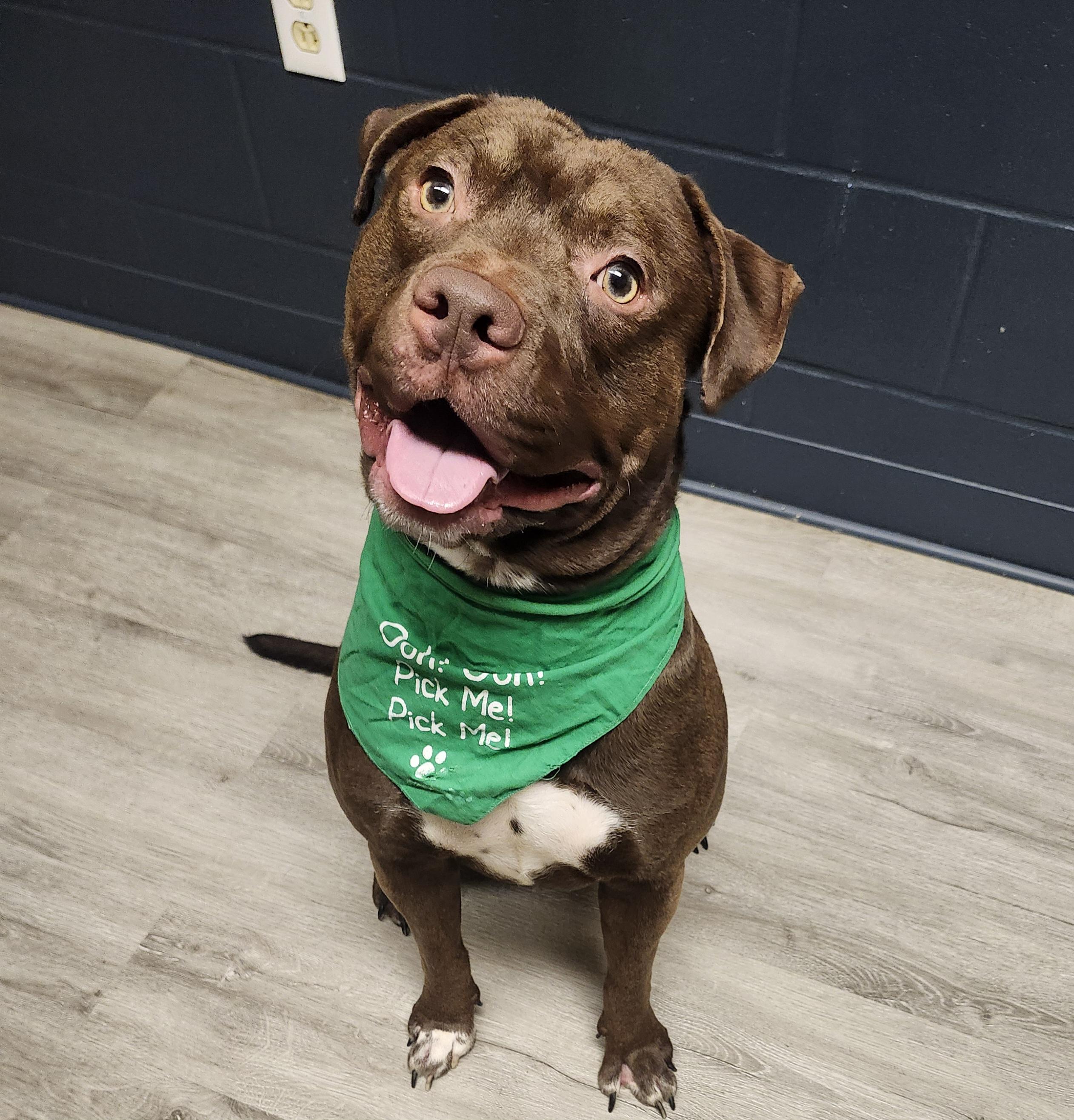 Kahlo, Adoptable, Young Male Pit Bull Terrier.