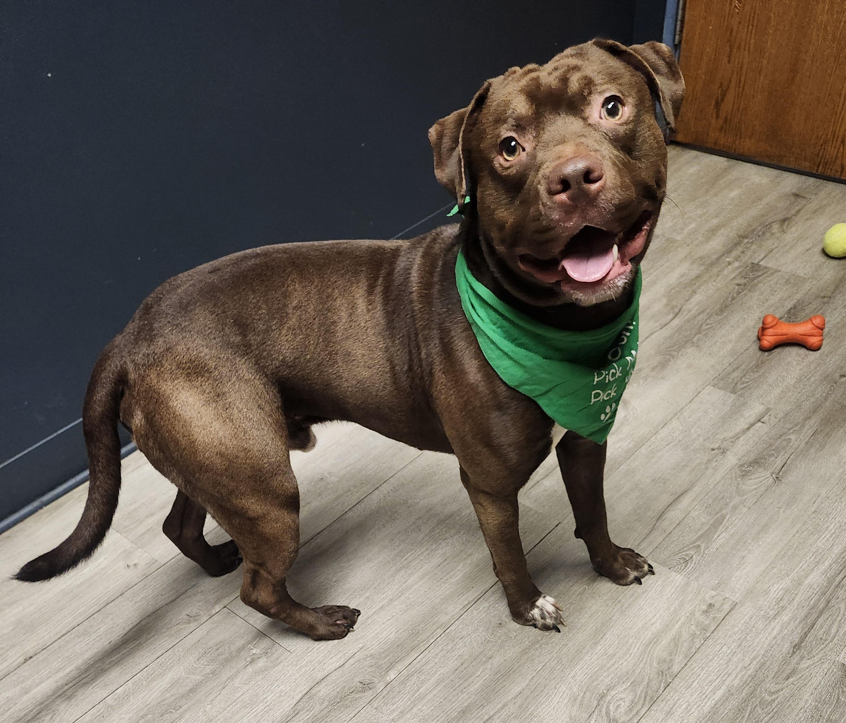 Enlarge Kahlo, a Adoptable mixed breed in Mansfield, OH image 2/4