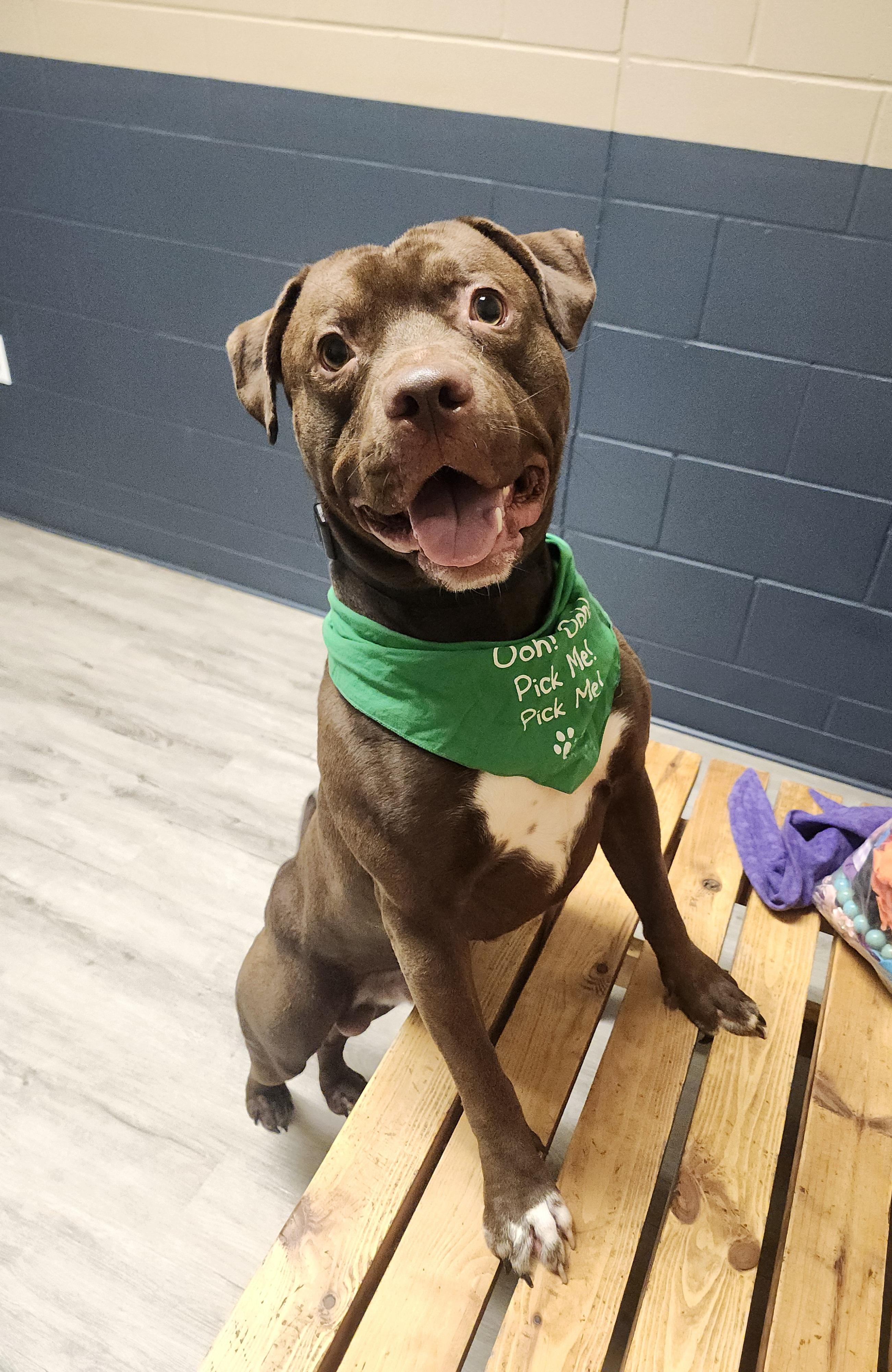 Enlarge Kahlo, a Adoptable mixed breed in Mansfield, OH image 3/4
