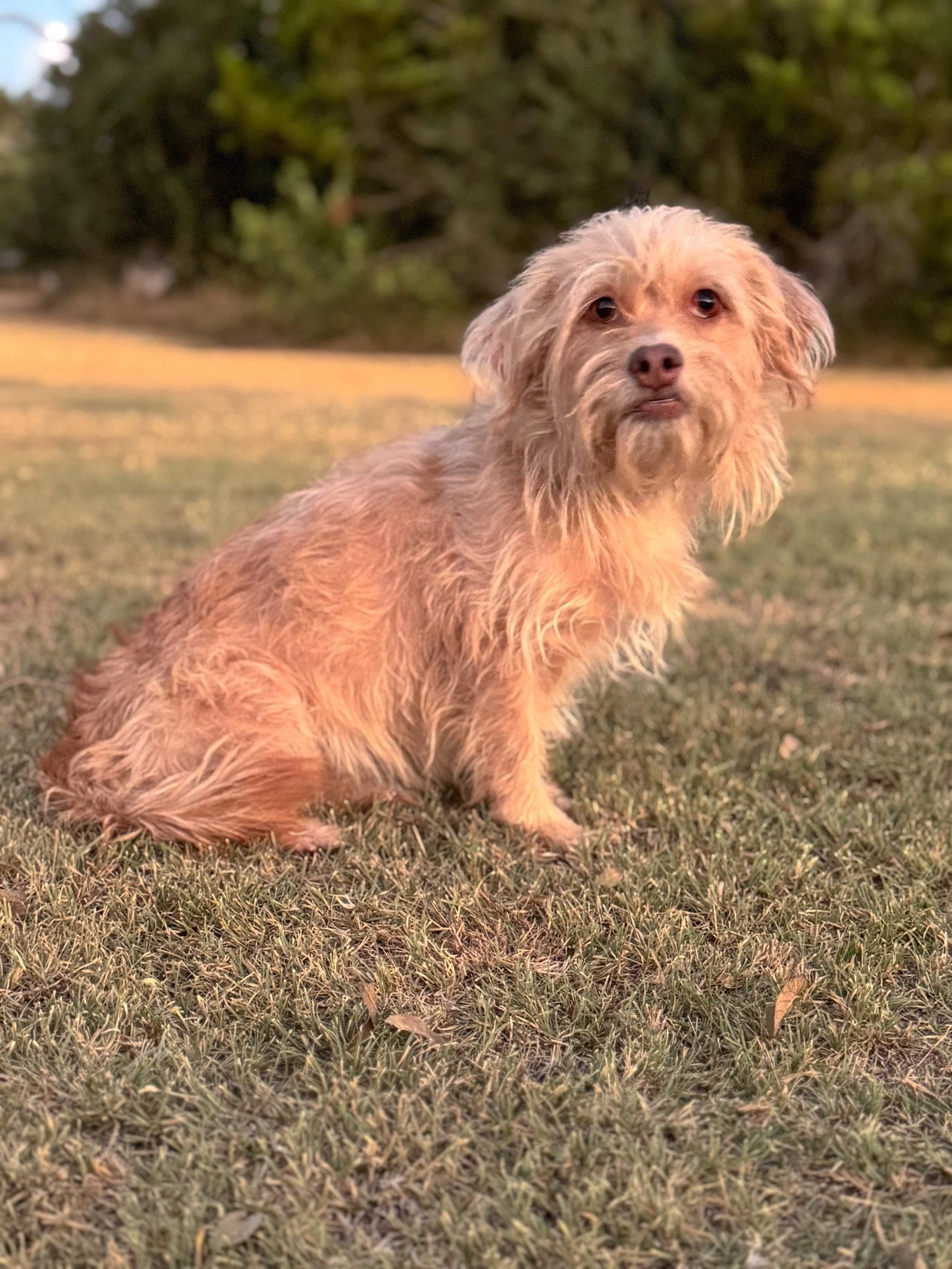 Harper, Adoptable, Adult Female Terrier.