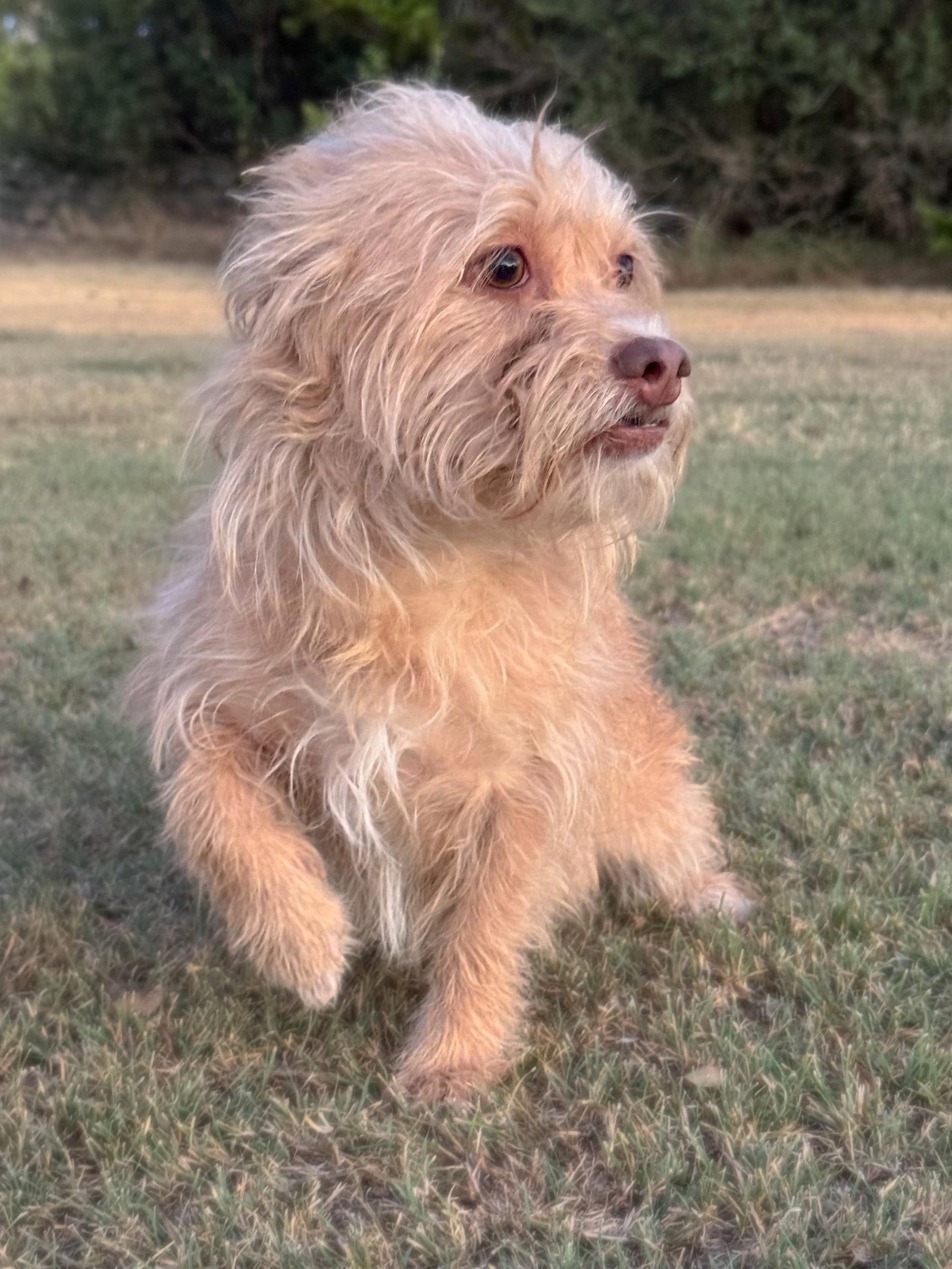 Enlarge Harper, a Adoptable Terrier in Helotes, TX image 2/3