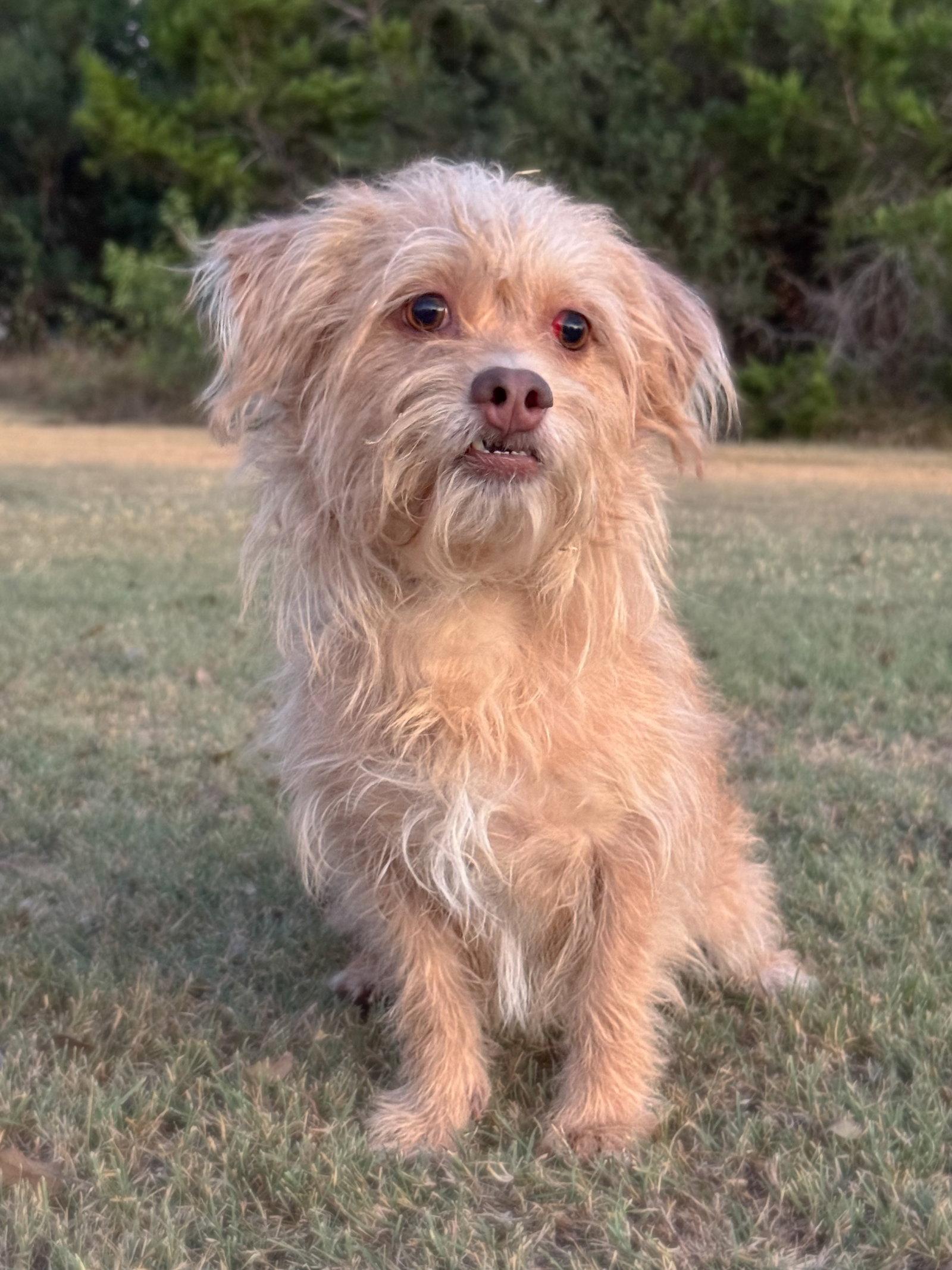 Enlarge Harper, a Adoptable Terrier in Helotes, TX image 3/3