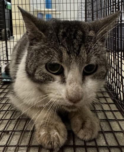 Tote, a ADOPTABLE Domestic Short Hair in Athens, GA image 3/3