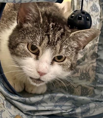 Tote, ADOPTABLE, Senior Female Domestic Short Hair.