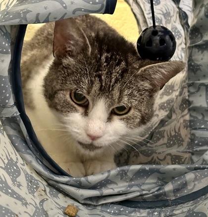Tote, a ADOPTABLE Domestic Short Hair in Athens, GA image 2/3