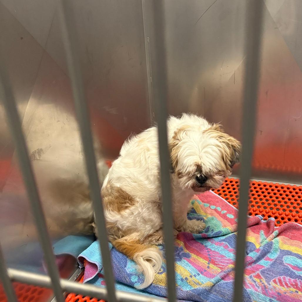 Gizmo, Adoptable, Senior Male Shih Tzu & Shih Tzu.
