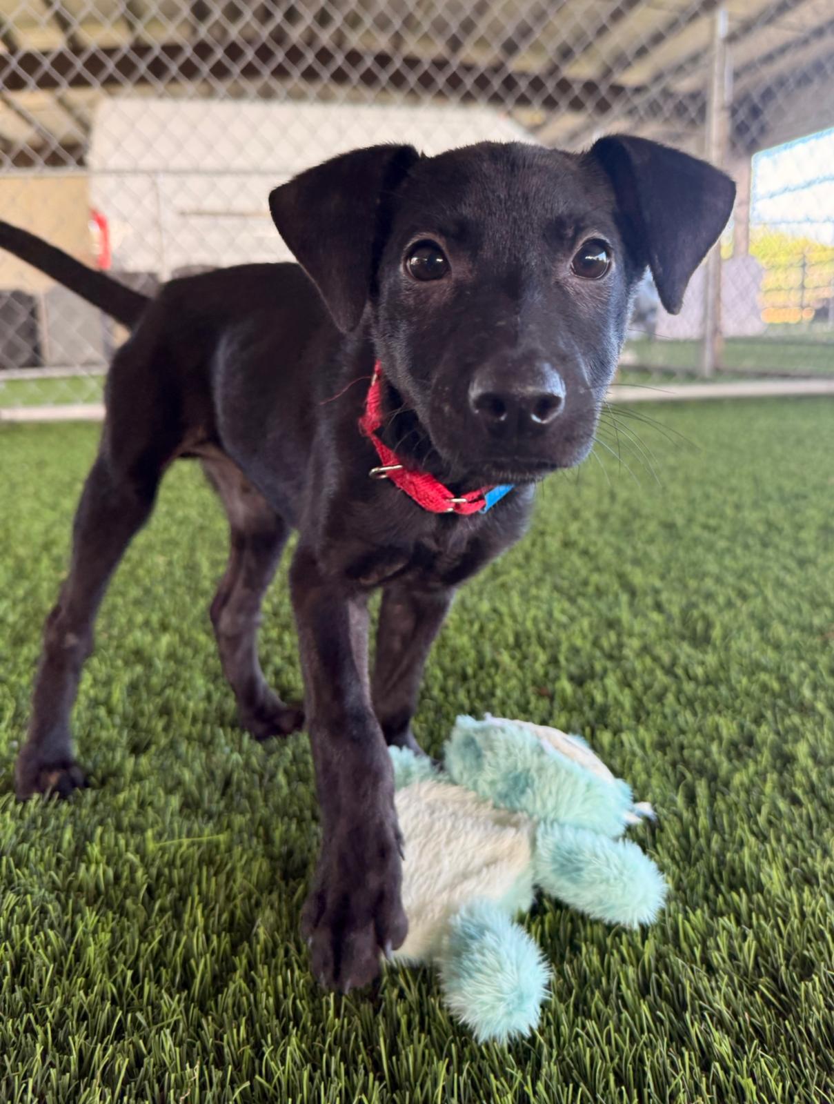 Enlarge Dune, an adopted mixed breed in Morristown, NJ image 3/5