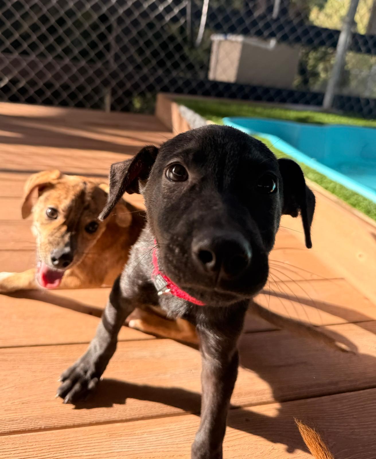 Enlarge Dune, an adopted mixed breed in Morristown, NJ image 5/5