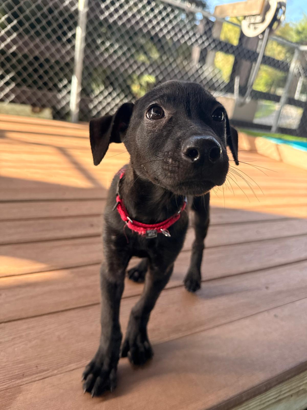 Enlarge Dune, an adopted mixed breed in Morristown, NJ image 2/5