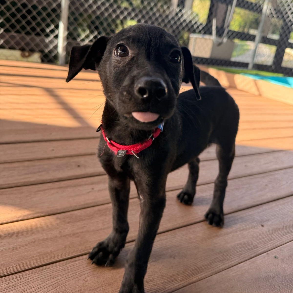 Dune, adopted, Puppy Male Mixed Breed & Black Labrador Retriever.