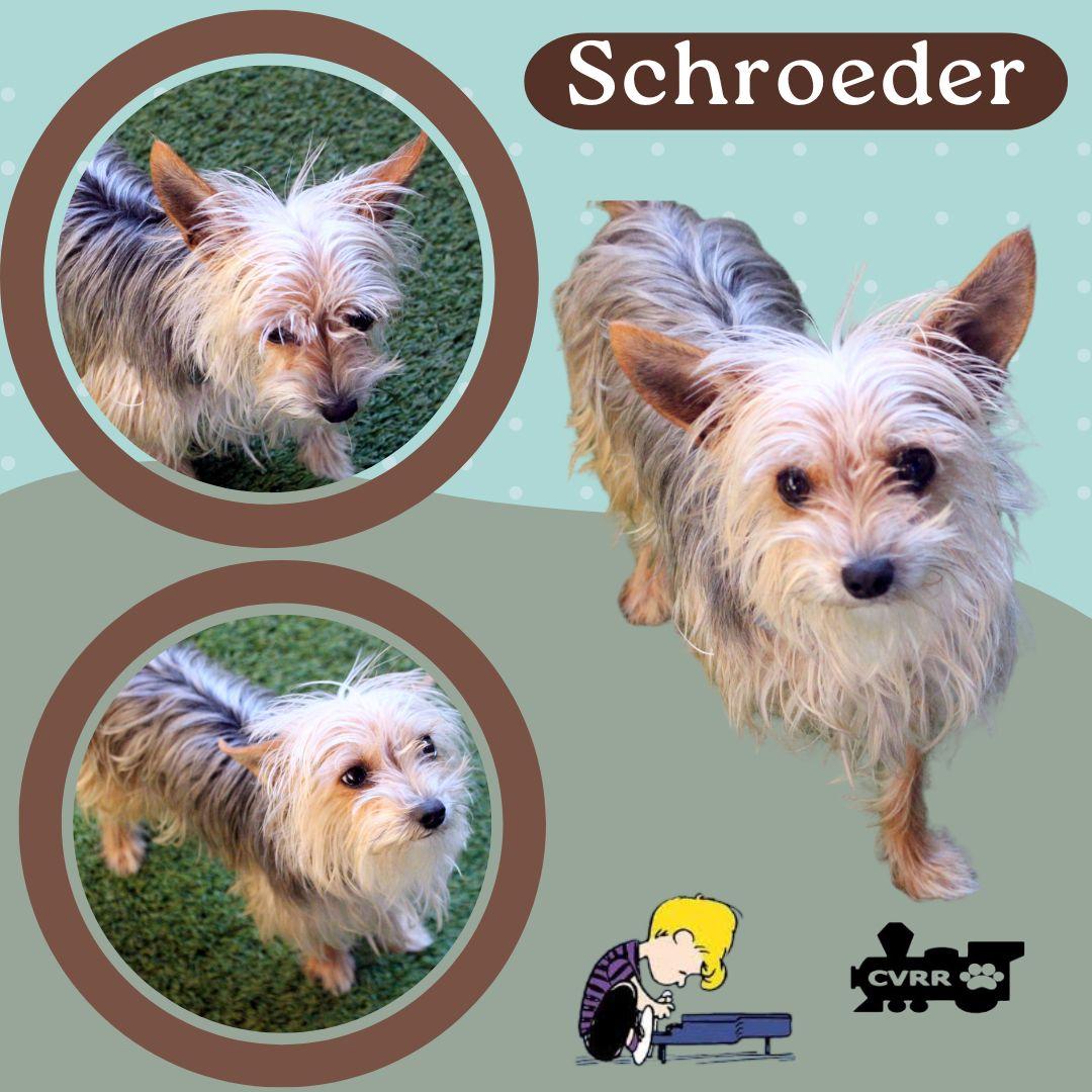 Schroeder thumbnail 2