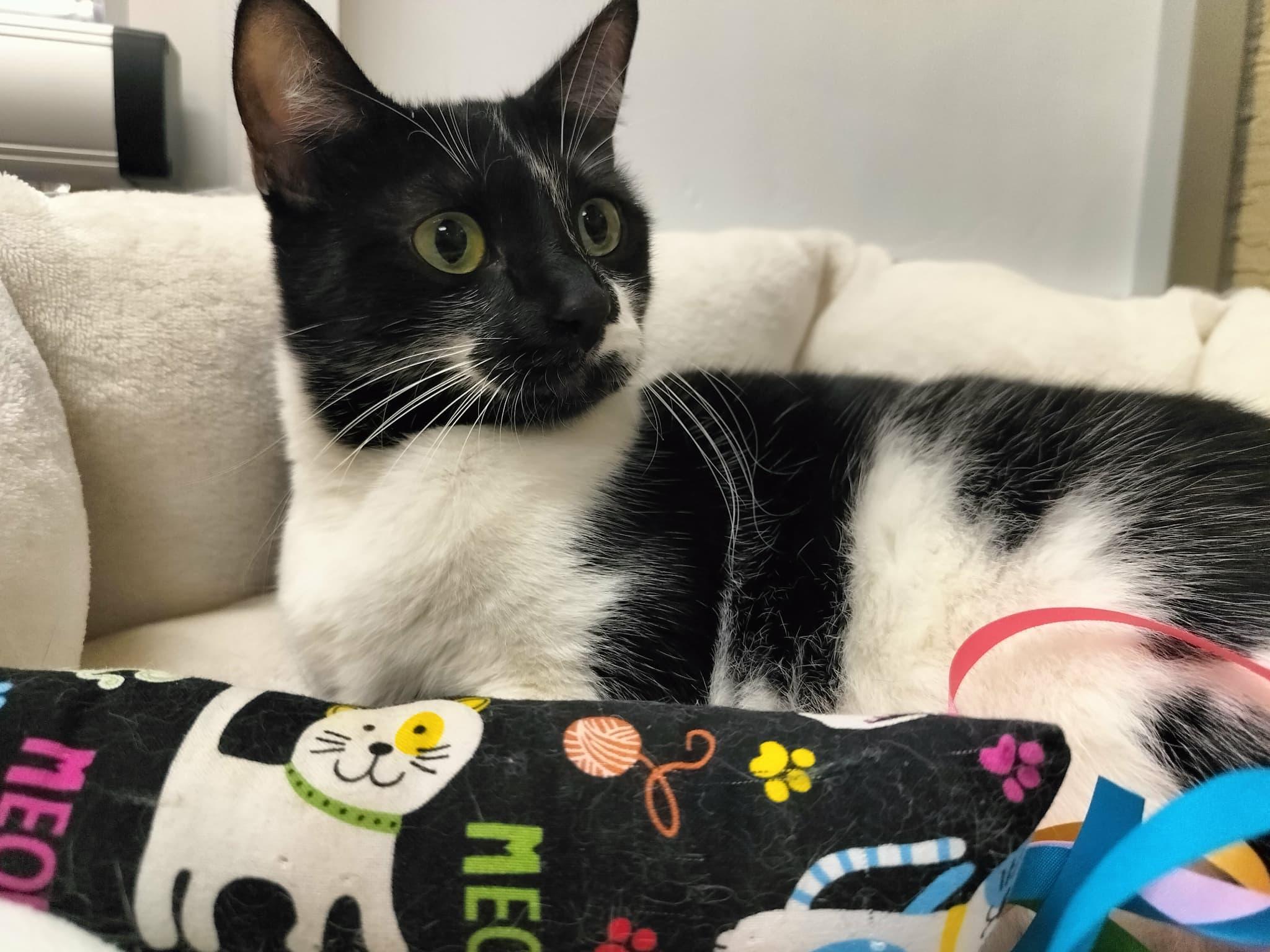 Daily, a Adoptable Domestic Medium Hair in Parlier, CA image 1/6