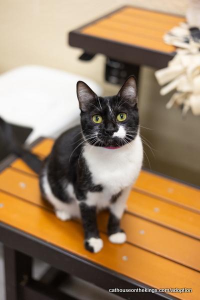 Daily, a Adoptable Domestic Medium Hair in Parlier, CA image 2/6
