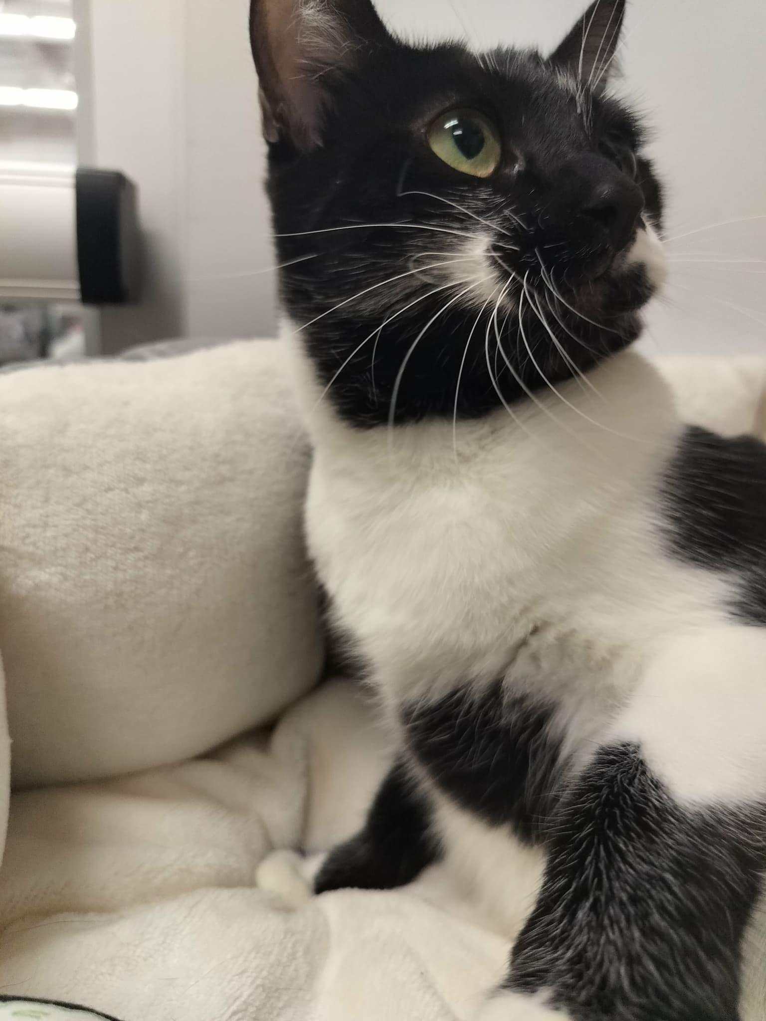 Daily, a Adoptable Domestic Medium Hair in Parlier, CA image 3/6