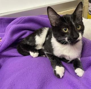 Daily, a Adoptable Domestic Medium Hair in Parlier, CA image 4/6