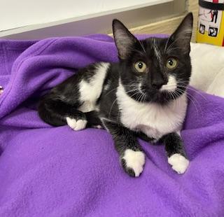 Daily, a Adoptable Domestic Medium Hair in Parlier, CA image 5/6