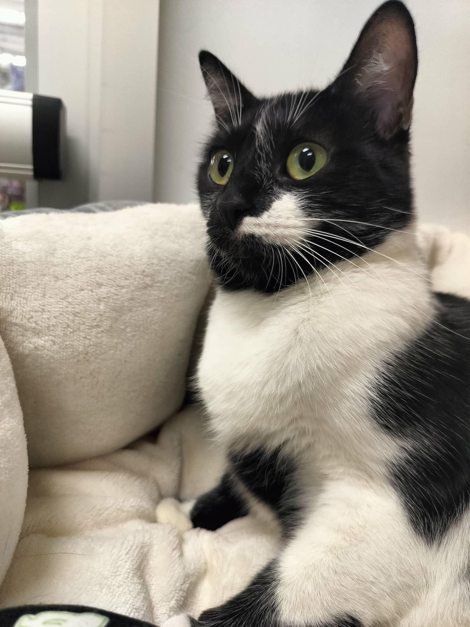 Daily, a Adoptable Domestic Medium Hair in Parlier, CA image 6/6