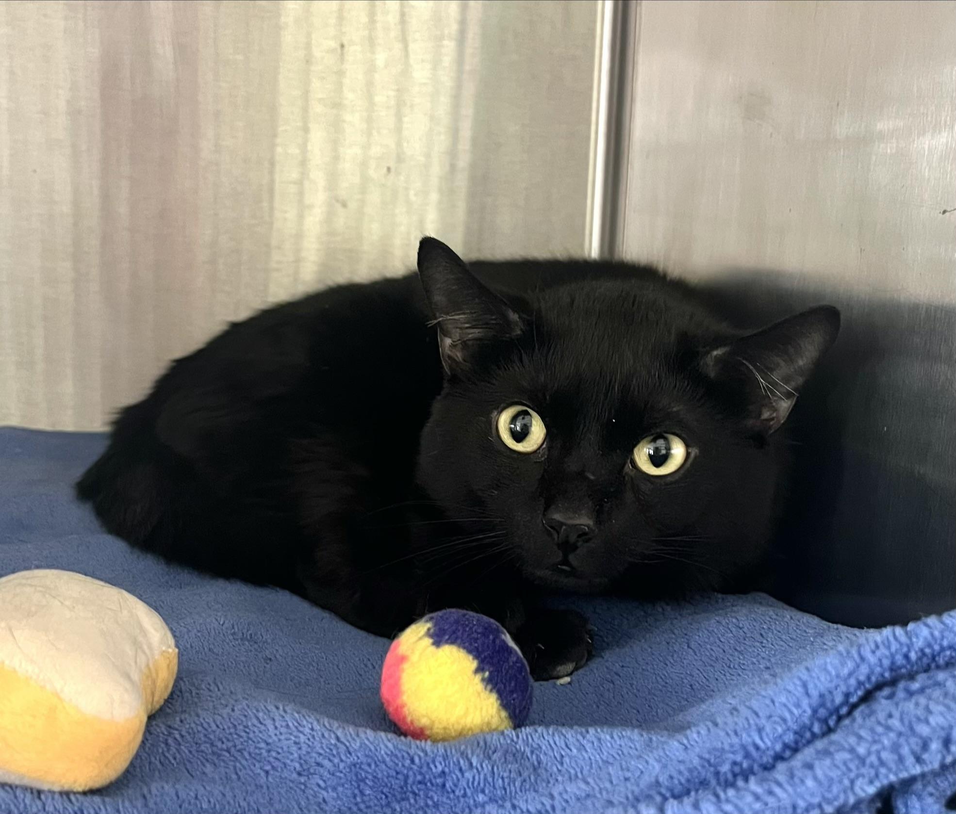 Enlarge Blue Jay, an adoptable Domestic Short Hair in Seville, OH image 3/3