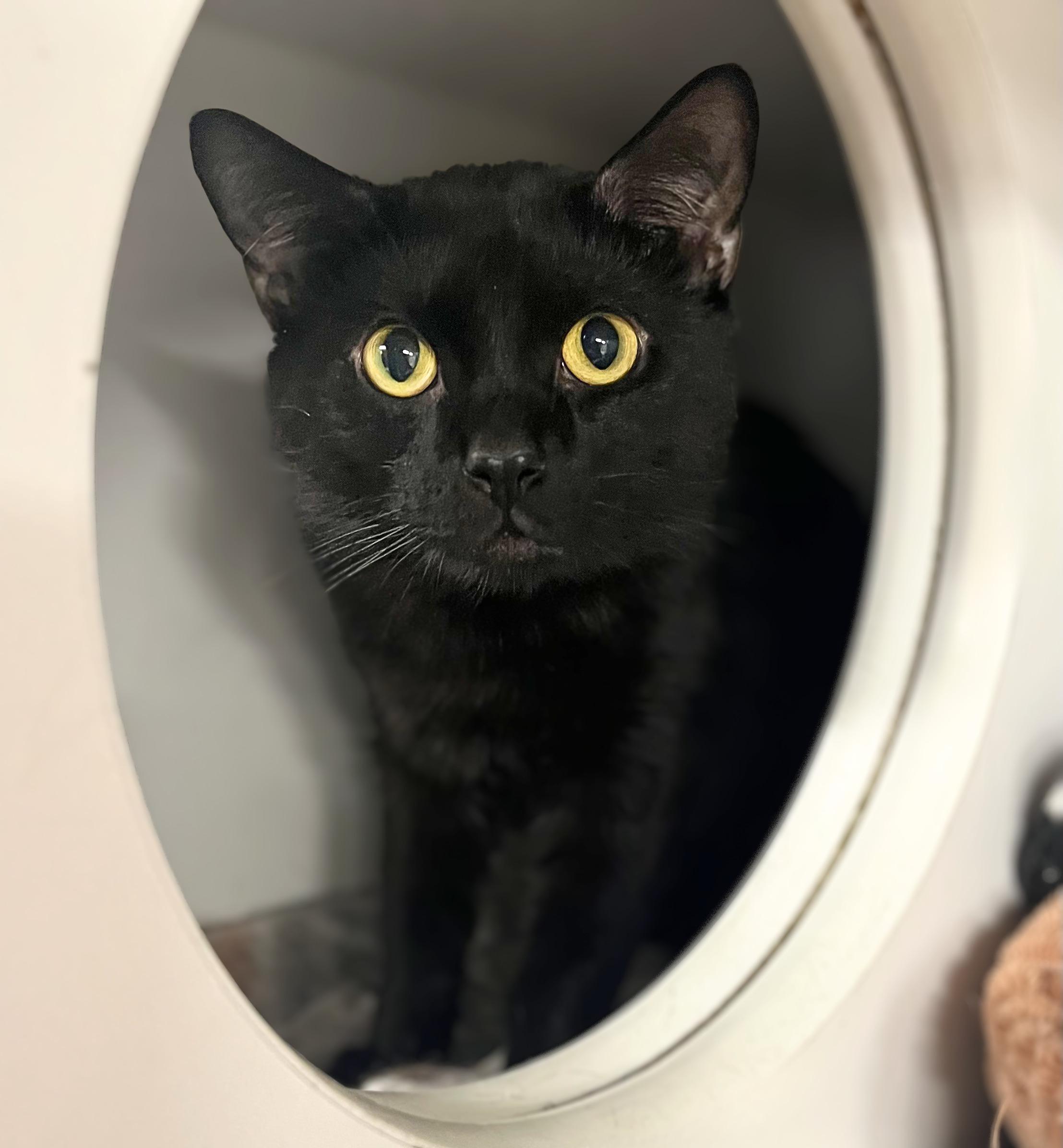 Enlarge Blue Jay, an adoptable Domestic Short Hair in Seville, OH image 2/3