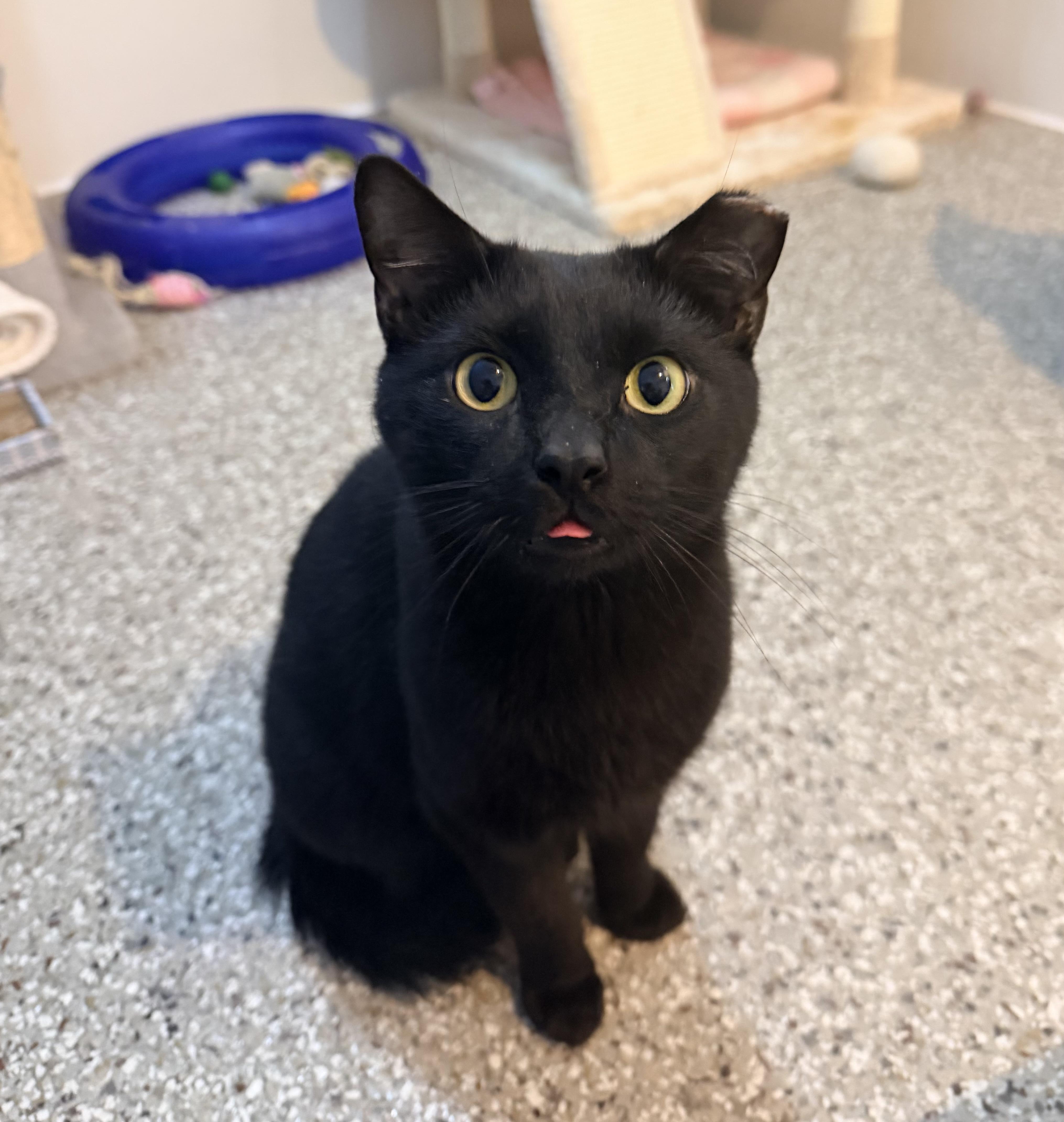 Blue Jay, adoptable, Adult Male Domestic Short Hair.
