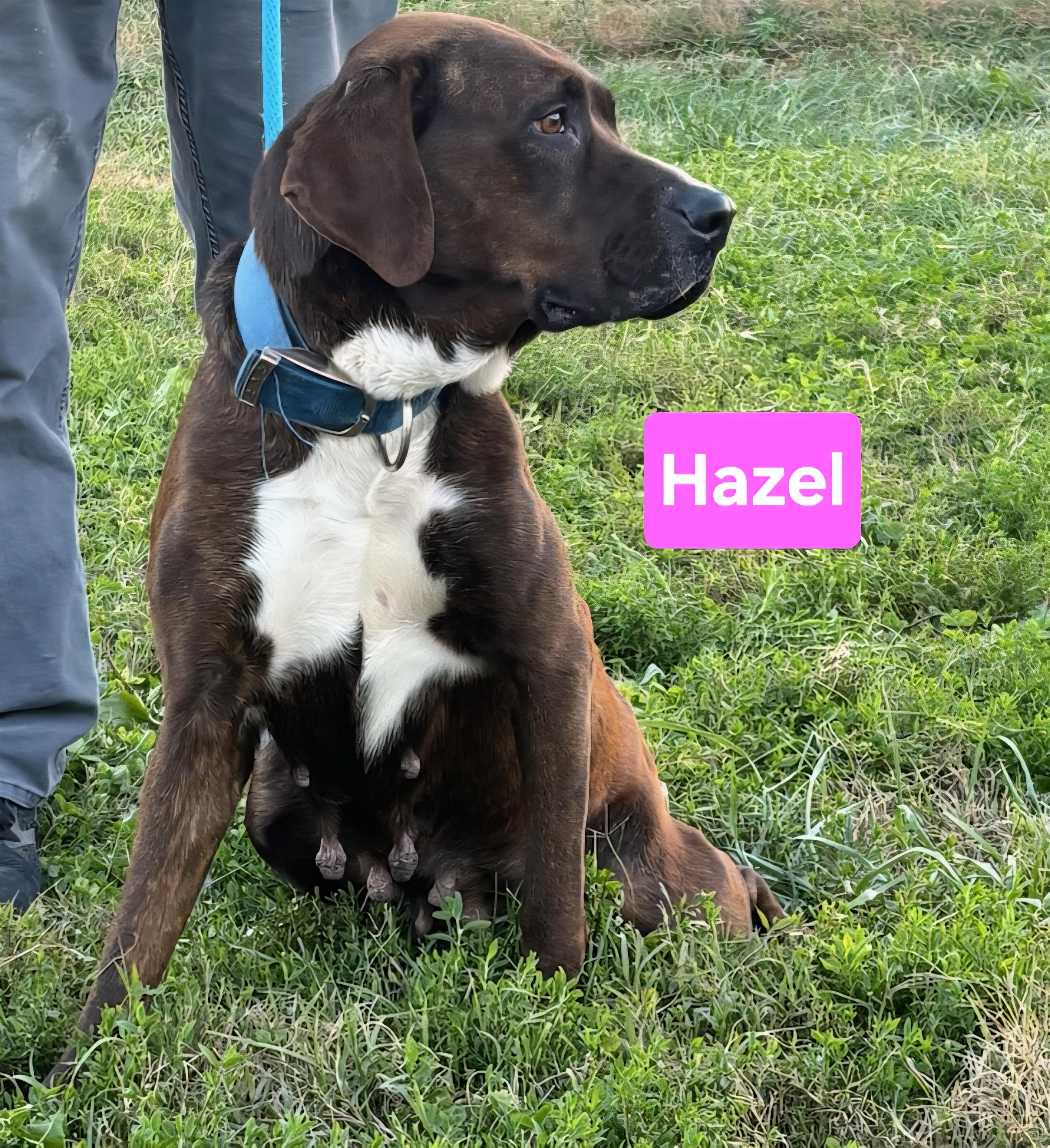 Enlarge Hazel, a ADOPTABLE mixed breed in Clinton, MO image 1/2