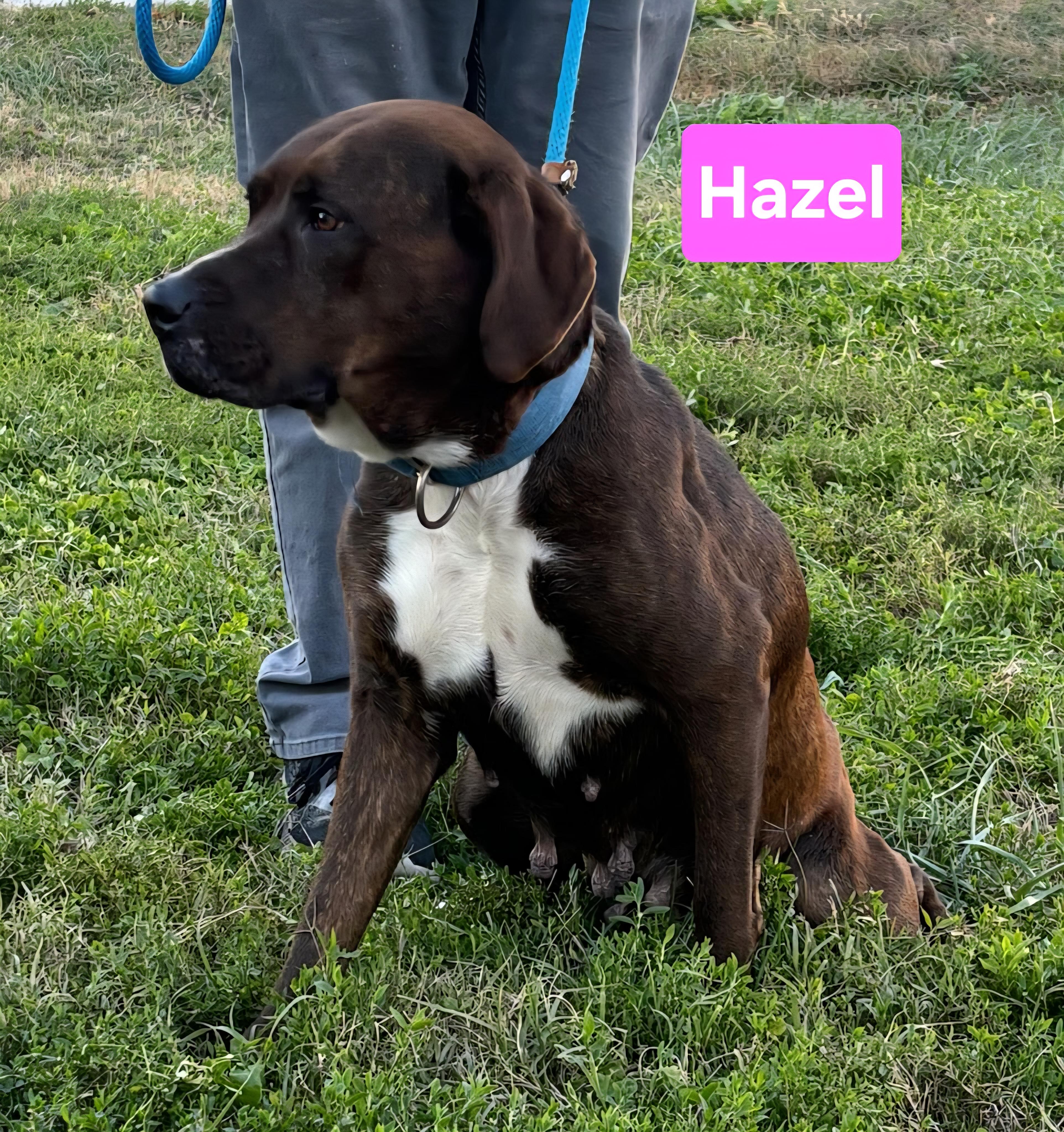 Enlarge Hazel, a ADOPTABLE mixed breed in Clinton, MO image 2/2