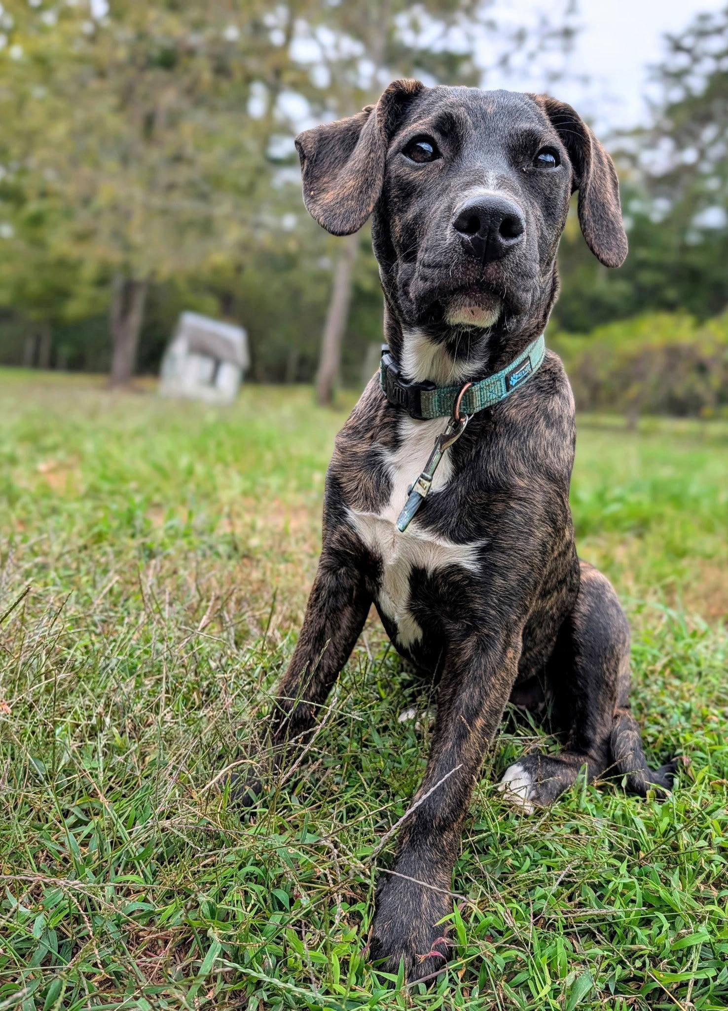 Rosie Puff (4mo, 25lbs), Adoptable, Puppy Female Hound.