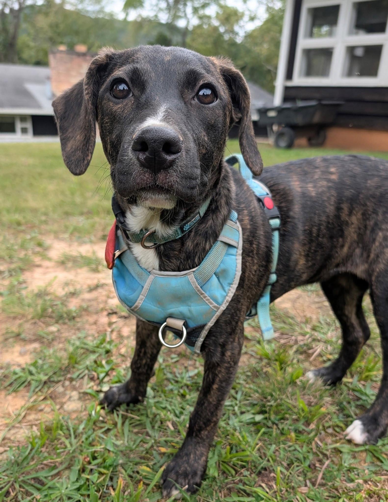 Enlarge Rosie Puff (4mo, 25lbs), a Adoptable Hound in Hinton, WV image 2/3