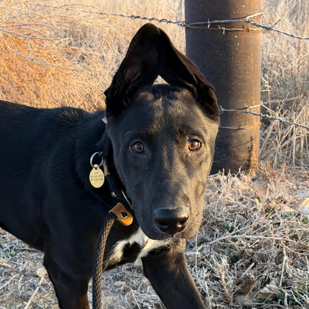 Enlarge Lucas, a Adoptable mixed breed in Spanish Fork, UT image 1/4