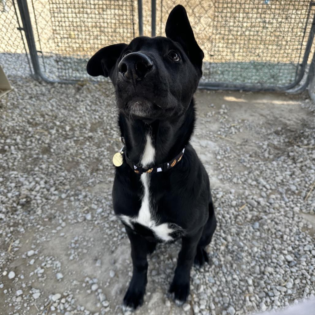 Enlarge Lucas, a Adoptable mixed breed in Spanish Fork, UT image 2/4