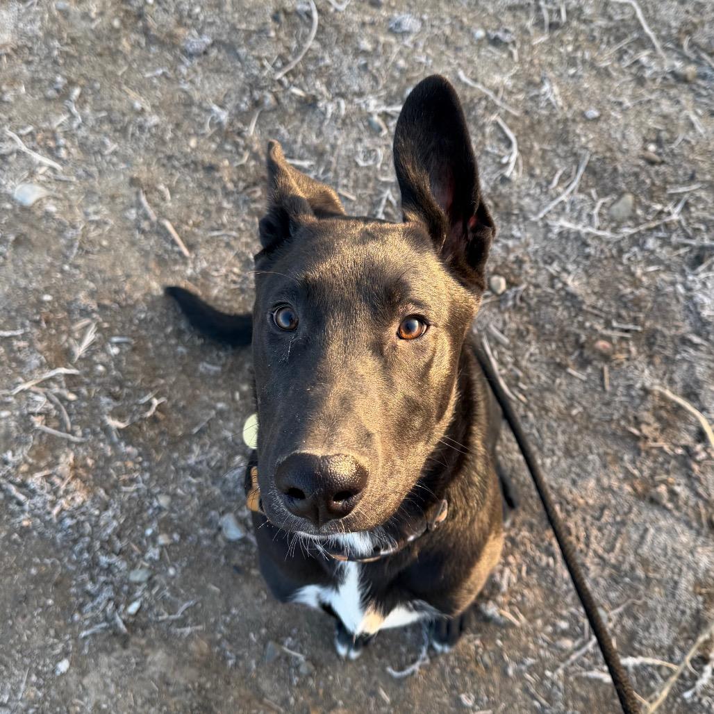 Enlarge Lucas, a Adoptable mixed breed in Spanish Fork, UT image 4/4
